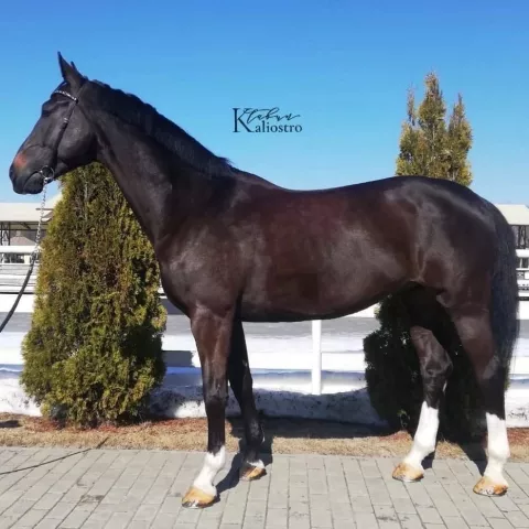 Кровавый мерни лощадь