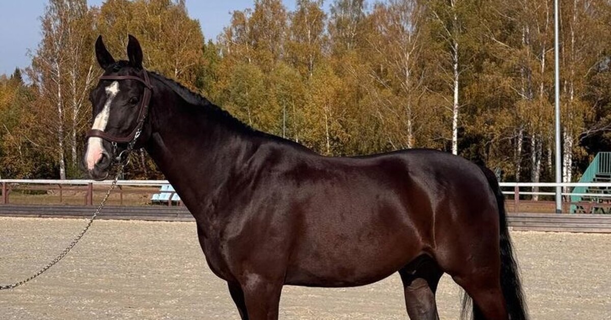 Кровавый мерни лощадь фото2